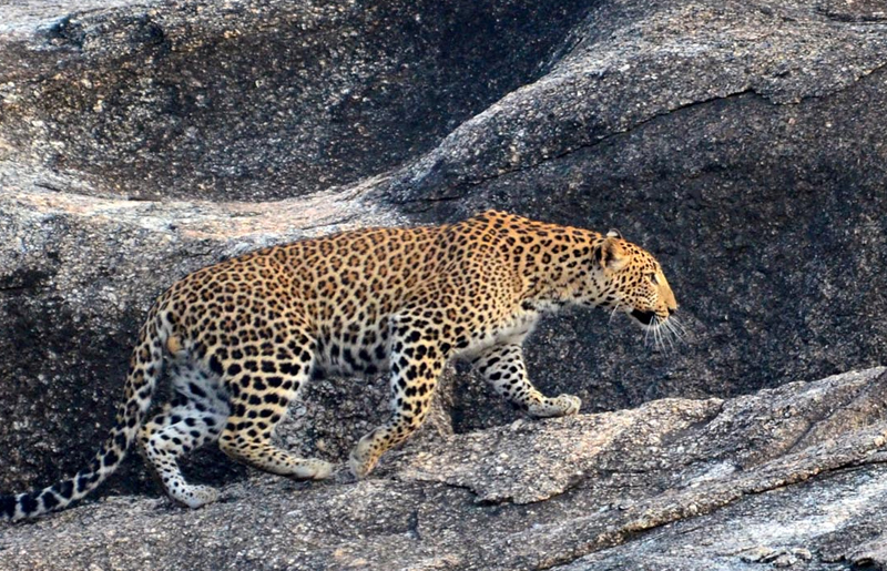 Jawai Dam Tour