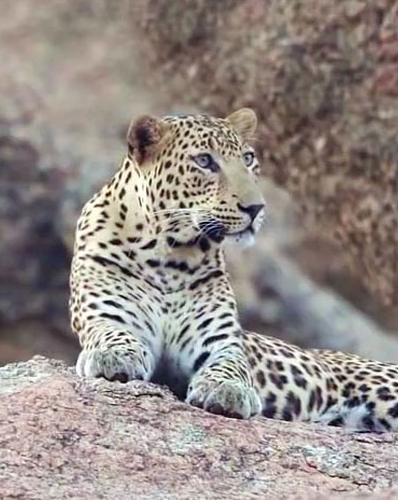 3 Days Udaipur Jawai Tour Package