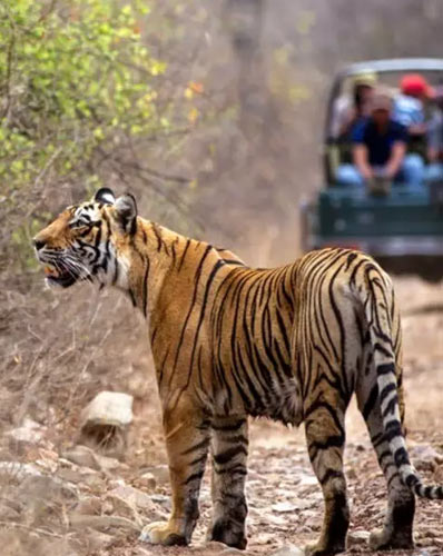 6 Days Udaipur Chittorgarh Bundi Ranthambore Jaipur Tour Package